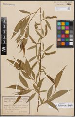 Salix babylonica L. x Salix fragilis L.